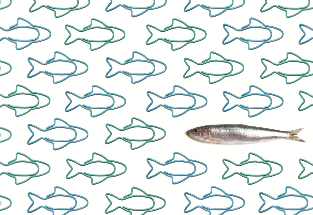 sardine-paper-clips-3