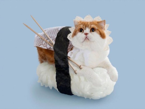 日本寿司猫:Sushi Cats